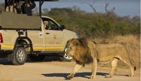 Kruger Wildlife Safaris image 2